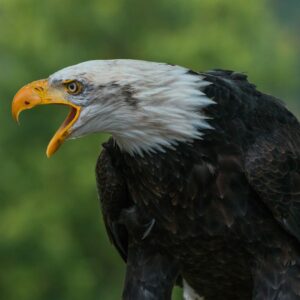 Birdlife bird eagle