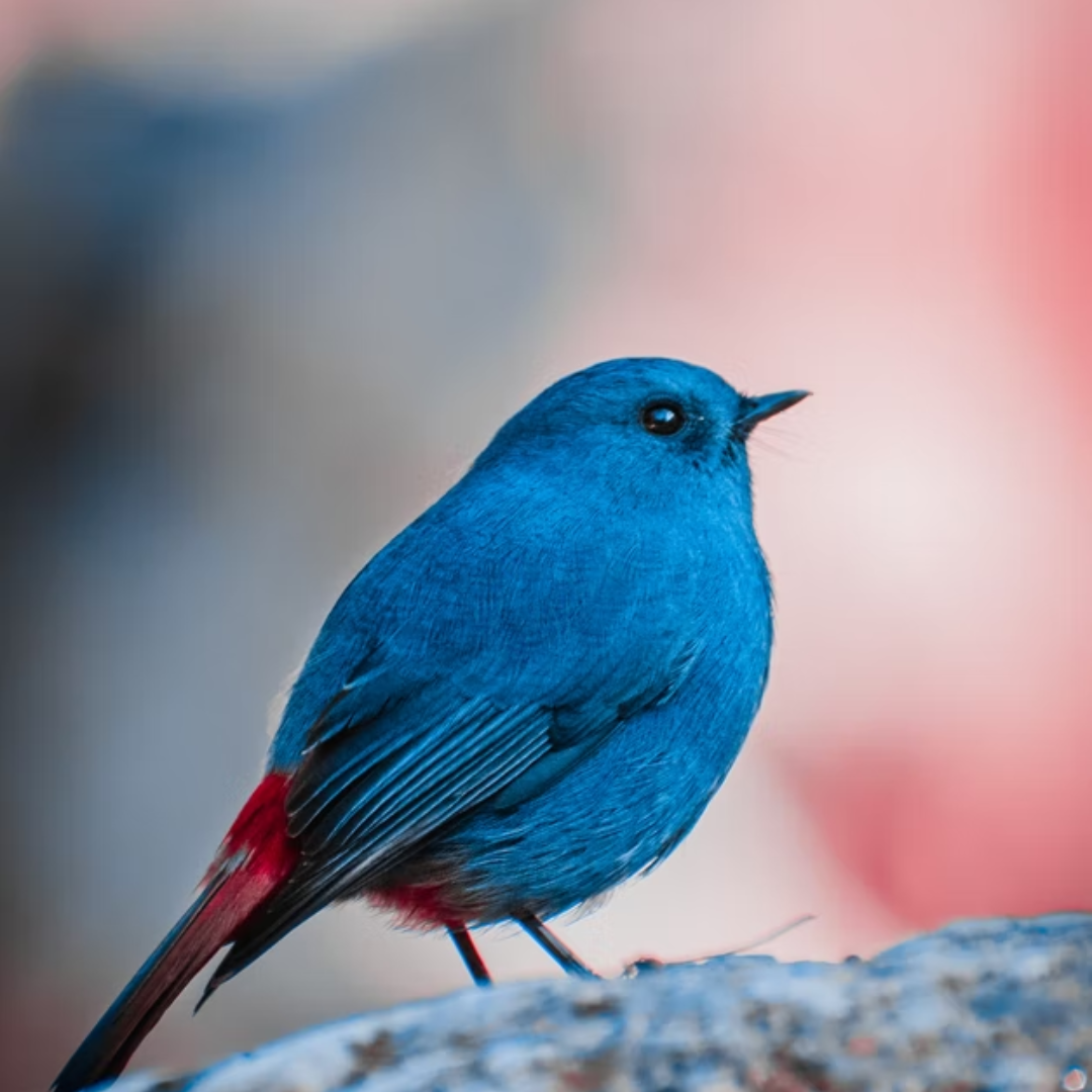 Birdlife bird blue