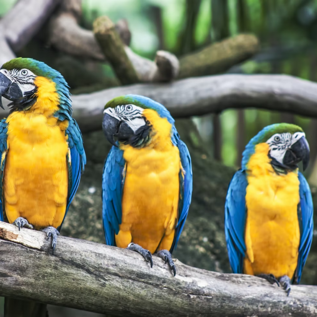 Birdlife bird parrots