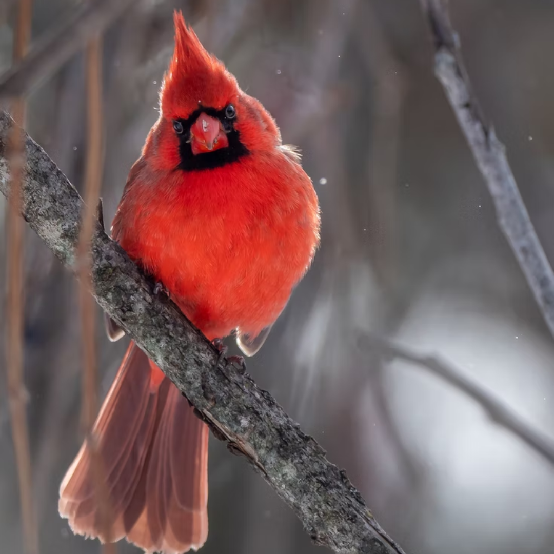 Birdlife bird red