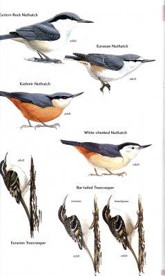 Birds of Central Asia
