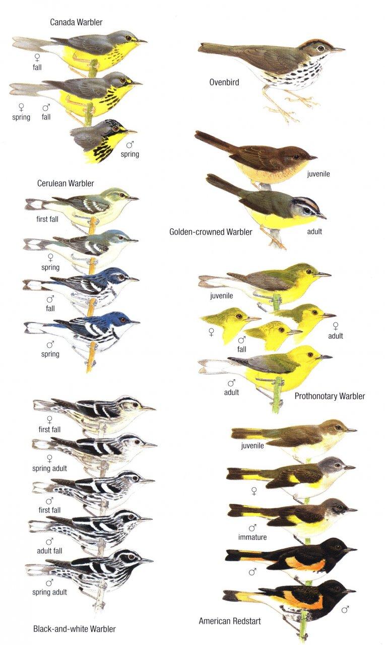 Birds of Trinidad and Tobago 3 udgave – Helm