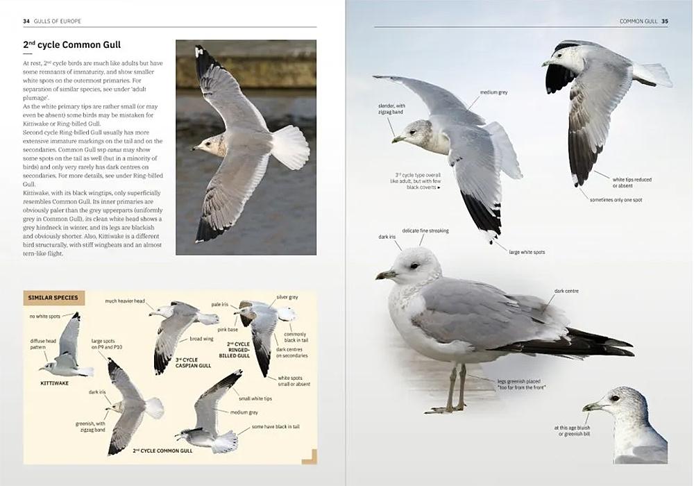 Gulls of Europe, North Africa and the Middle East – an identification guide