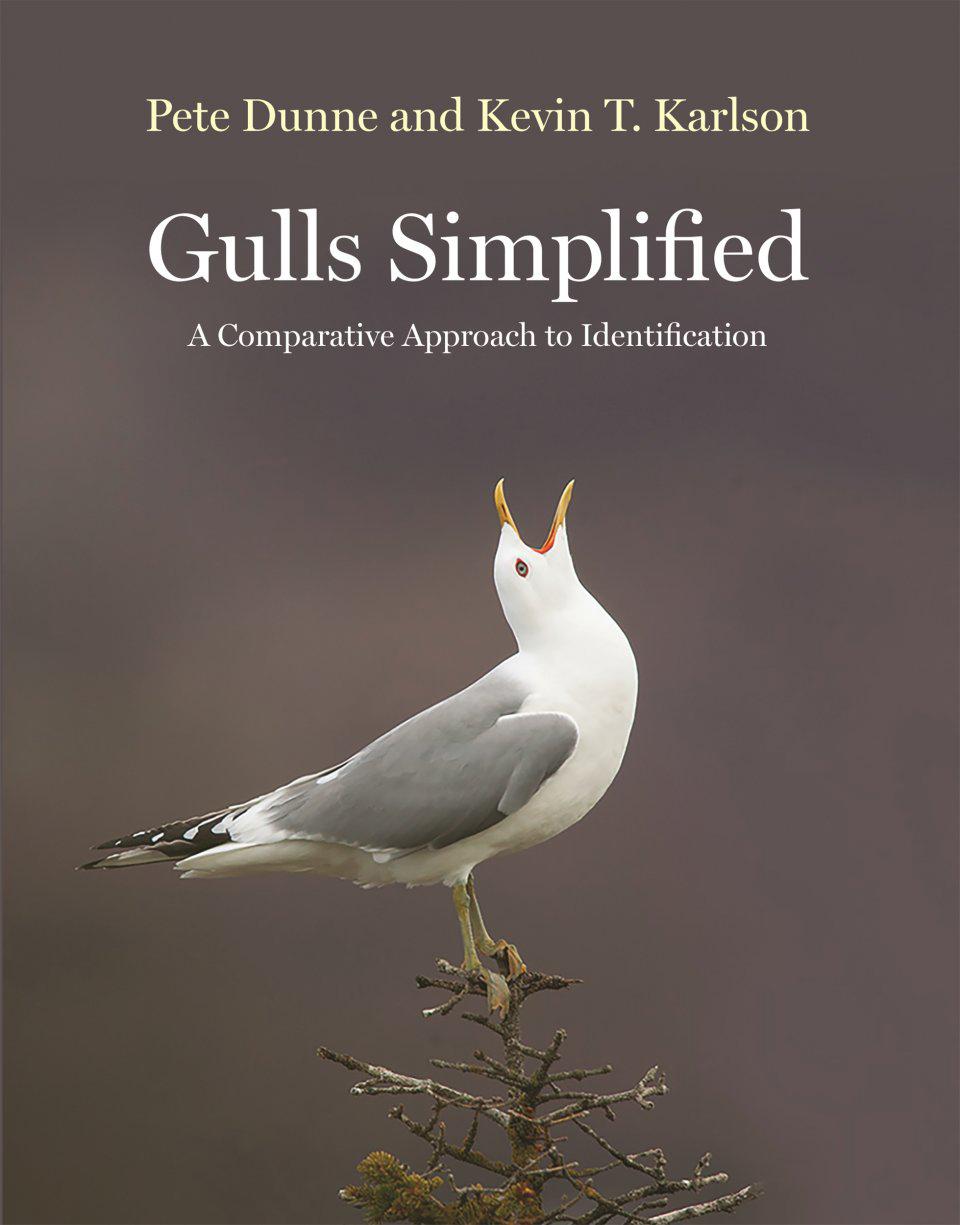 Gulls Simplified – North America