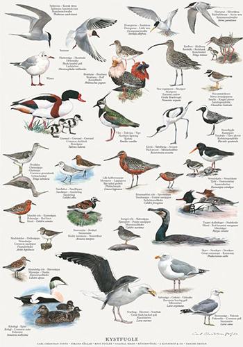 Kystfugle – A2 plakat af Carl Christian Tofte