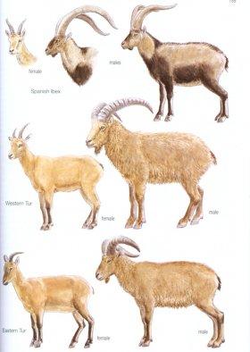 Mammals of Europe, North Africa and the Middle East