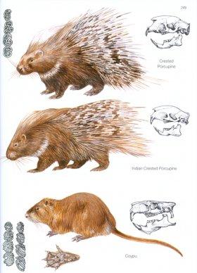 Mammals of Europe, North Africa and the Middle East