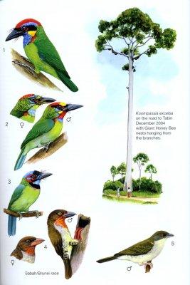 Phillipps’ Field Guide to the Birds of Borneo