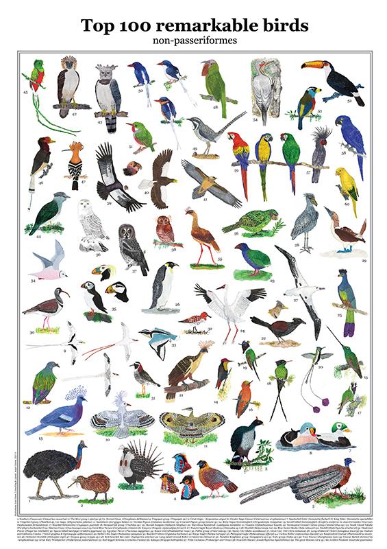 Top 100 Remarkable Birds – non-passeriformes