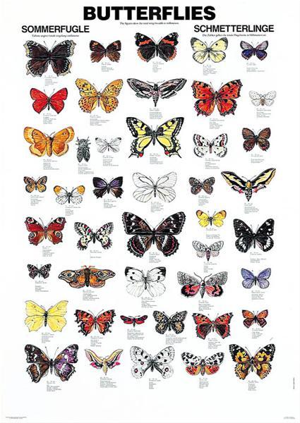 Plakat med sommerfugle