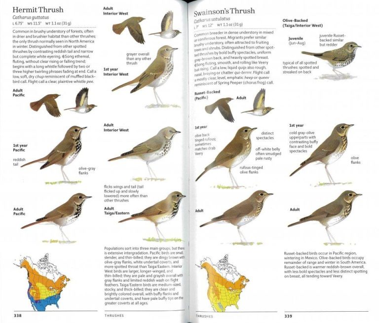 Sibley Birds West - Birds of Western North America
