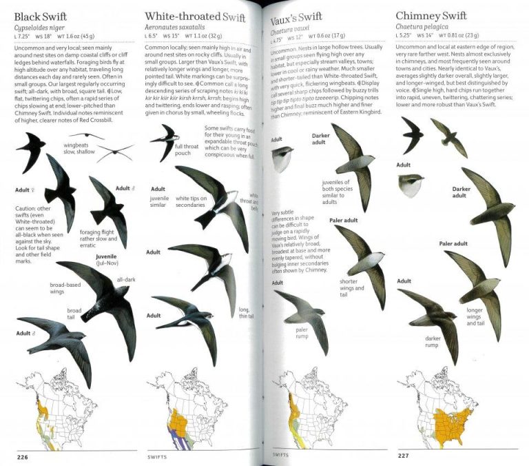 Sibley Birds West - Birds of Western North America