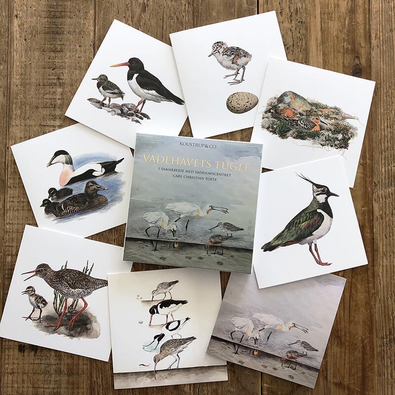 Postkort – Vadehavets fugle – 8 stk. forskellige motiver – kvadratiske