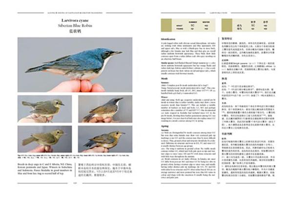 Ageing & Sexing of migratory of East Asian passerines