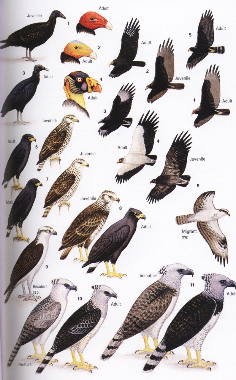 Birds of Belize