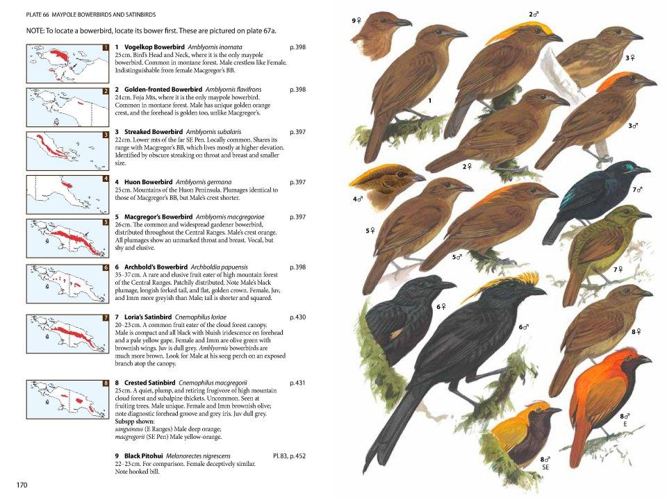Birds of New Guinea – 2 udgave