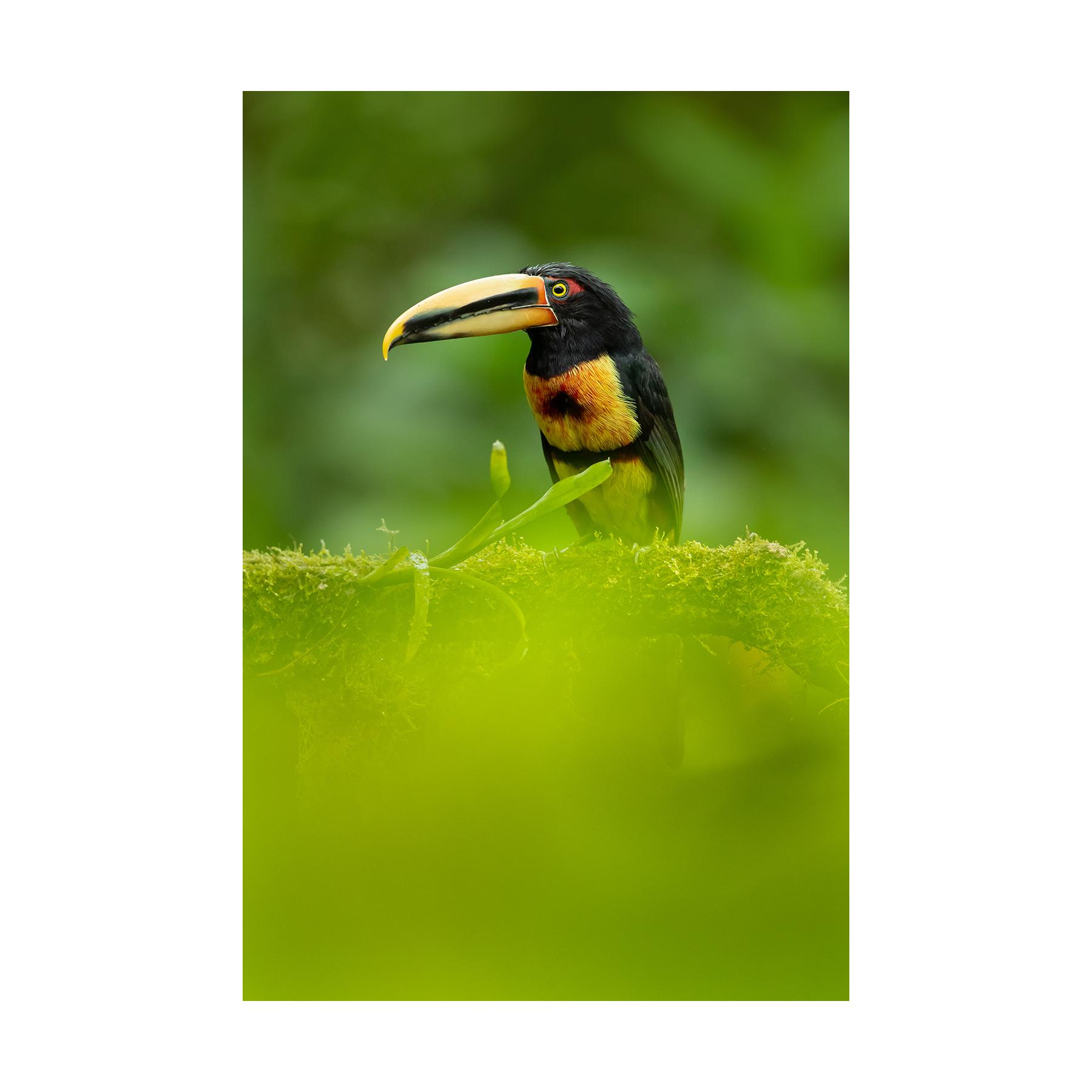 DOF BirdLife Klima- og biodiversitetsdiplom