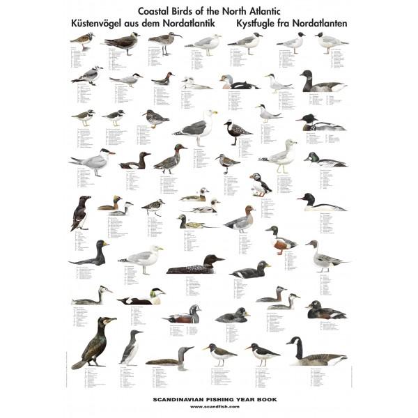 Kystfugle i Nordatlanten – plakat