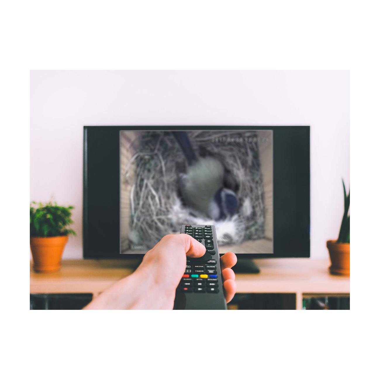 Musvitkasse med kamera til TV i FSC certificeret douglasgran