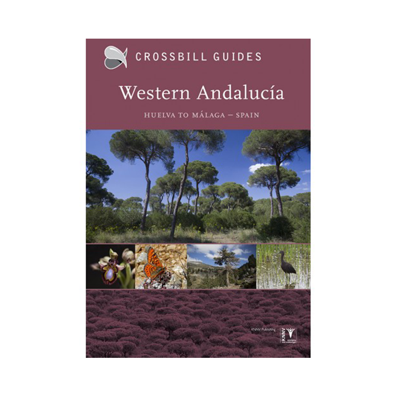 Crossbill guide: Western Andalucia