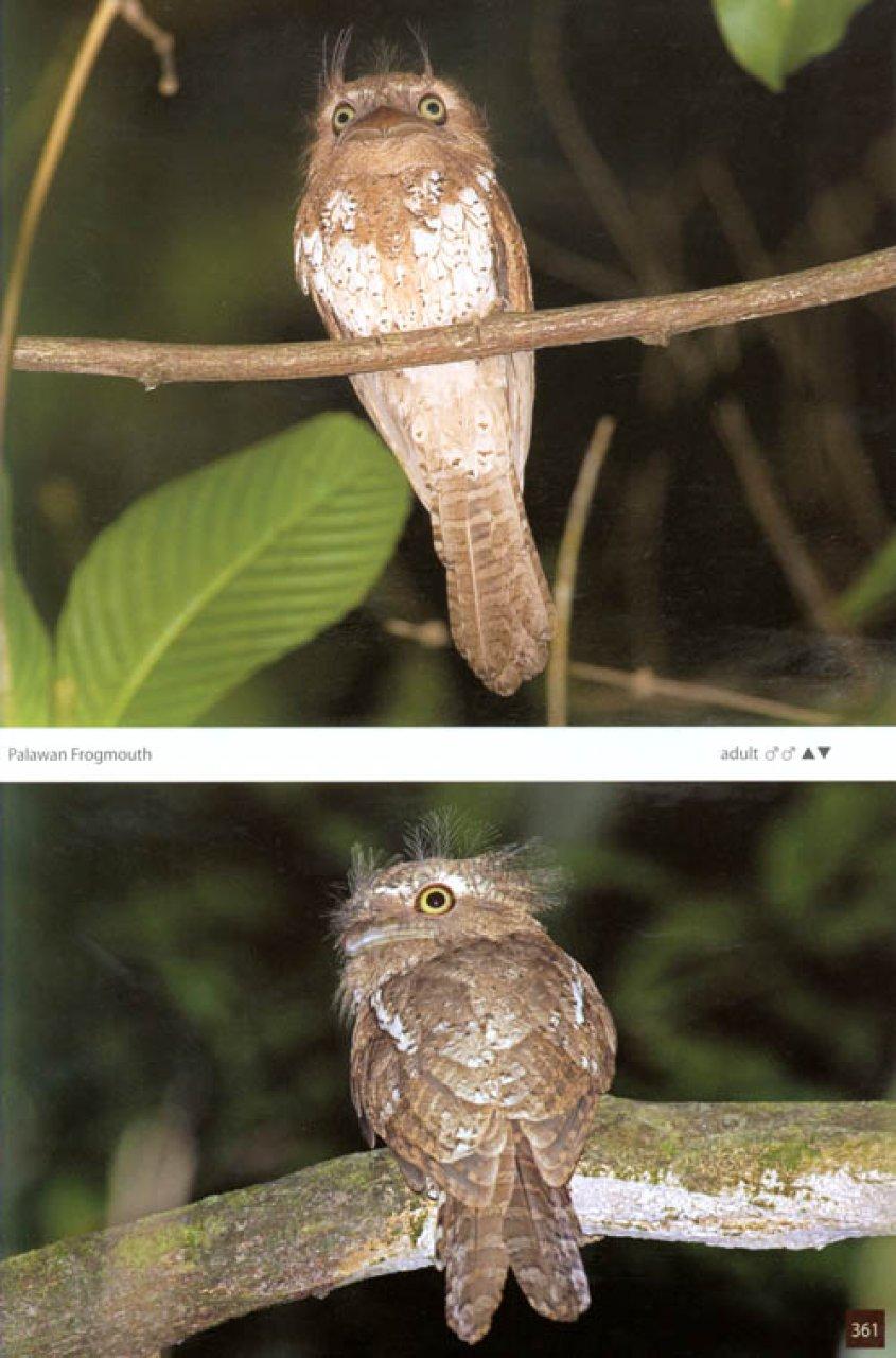 Nightjars of the World – Potoos, Frogmouths, Oilbird and Owlet-nightjars